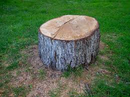 How Our Tree Care Process Works  in  Shippensburg University, PA