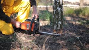 Best Lawn Disease Treatment  in Shippensburg University, PA