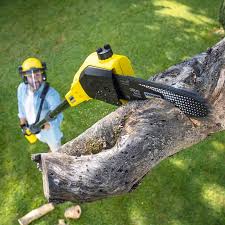 Best Firewood Processing and Delivery  in Shippensburg University, PA
