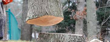 Best Tree Removal  in Shippensburg University, PA