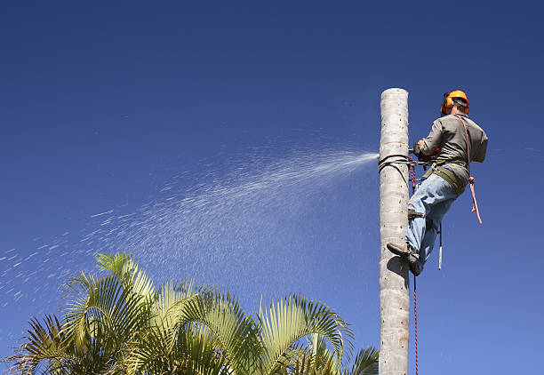 Best Tree Disease Treatment  in Shippensburg University, PA