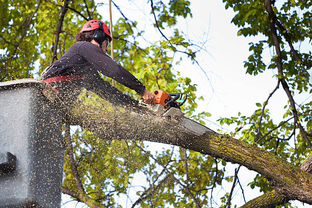 Best Utility Line Clearance  in Shippensburg University, PA