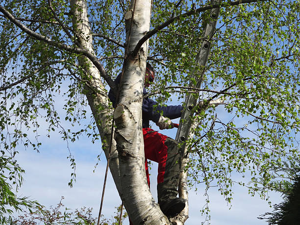 Best Emergency Tree Removal  in Shippensburg University, PA