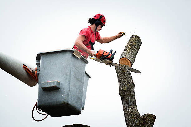 Best Tree Trimming and Pruning  in Shippensburg University, PA