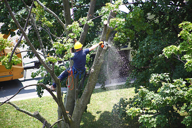  Shippensburg University, PA Tree Care Pros