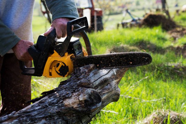 Best Fruit Tree Pruning  in Shippensburg University, PA