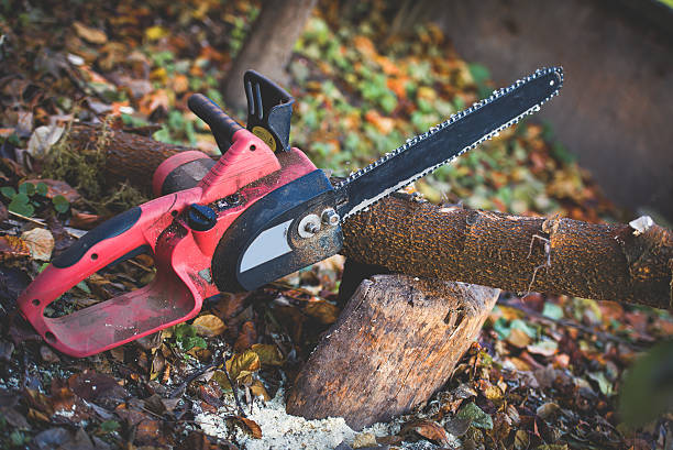Best Stump Grinding and Removal  in Shippensburg University, PA